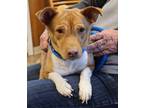 Adopt Sally a Red/Golden/Orange/Chestnut Retriever (Unknown Type) / Mixed dog in