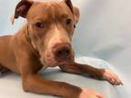 Adopt Blue a Tan/Yellow/Fawn Staffordshire Bull Terrier / Mixed (short coat) dog