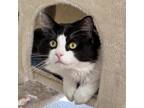 Adopt Checkers a All Black Domestic Mediumhair / Mixed Breed (Medium) / Mixed