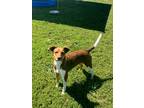 Adopt Brooklyn a German Shorthaired Pointer / Great Pyrenees / Mixed dog in