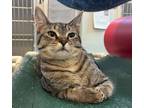 Adopt Toyota a Domestic Shorthair / Mixed (short coat) cat in Neosho