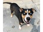 Adopt Bowser a Tricolor (Tan/Brown & Black & White) Catahoula Leopard Dog / Mutt