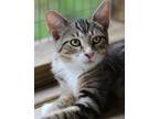 Adopt Quinn a Domestic Shorthair / Mixed (short coat) cat in North Fort Myers