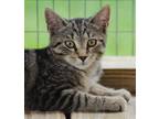 Adopt Cara a Domestic Shorthair / Mixed (short coat) cat in North Fort Myers