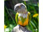 Adopt Matcha a Parrot - Other bird in Elizabeth, CO (41556597)