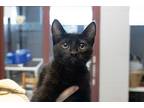 Adopt Zythos a All Black Domestic Shorthair (short coat) cat in Slidell