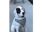 Adopt Boston Cream SS D2024 KY a White - with Gray or Silver Airedale Terrier /
