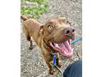 Adopt Felix a Red/Golden/Orange/Chestnut Chesapeake Bay Retriever / Mixed dog in
