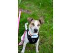 Adopt Jessammy (Jessa) a White - with Tan, Yellow or Fawn Mixed Breed (Small) /
