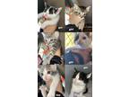 Adopt Litter of kittens a Orange or Red Tabby Calico / Mixed (short coat) cat in