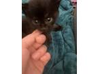 Adopt Fish a All Black American Shorthair / Mixed (medium coat) cat in Six Mile