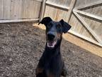 Adopt Faith a Black - with Tan, Yellow or Fawn Doberman Pinscher / Mixed dog in