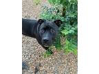 Adopt STORMEE a Brown/Chocolate - with White American Staffordshire Terrier /
