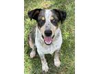 Adopt BERNIE a Australian Cattle Dog / Catahoula Leopard Dog dog in Bradenton