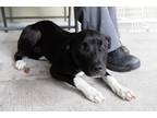 Adopt Lil Momma a Black - with White Pit Bull Terrier / Mixed dog in Slidell