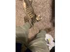 Adopt Dio a Gray or Blue (Mostly) Domestic Shorthair / Mixed (short coat) cat in