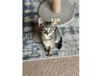Adopt Hollywood a Tan or Fawn Tabby Domestic Shorthair (short coat) cat in