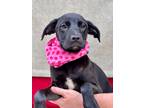 Adopt Celeste a Terrier (Unknown Type, Small) / Mixed dog in Darlington