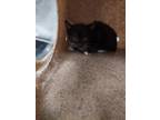 Adopt Gio a All Black Domestic Shorthair / Mixed Breed (Medium) / Mixed (short