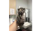 Adopt Tangerine a All Black Domestic Mediumhair / Mixed Breed (Medium) / Mixed