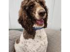 Adopt Mister Frankie a Black - with White Poodle (Standard) / Mixed dog in Palm