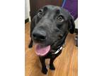 Adopt Maui a Black Labrador Retriever / Mixed Breed (Medium) / Mixed (short