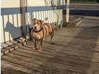 Adopt Luna a Tan/Yellow/Fawn - with White American Pit Bull Terrier / Mixed dog