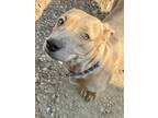 Adopt Mama Peaches a Tan/Yellow/Fawn Labrador Retriever / Hound (Unknown Type) /
