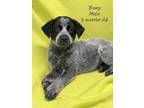 Adopt Bluey a Black - with Gray or Silver Australian Cattle Dog / Mixed dog in