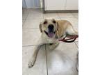 Adopt Nacho a White - with Tan, Yellow or Fawn Labrador Retriever / Mutt / Mixed