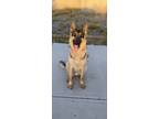 Adopt Barkley a Tan/Yellow/Fawn - with Black German Shepherd Dog / Mixed dog in