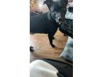 Adopt Zeus a Black - with White German Shepherd Dog / American Pit Bull Terrier