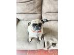 Adopt Yumi a Black - with Tan, Yellow or Fawn Pug / Mixed dog in Long Beach