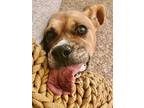 Adopt Lalani a Brown/Chocolate - with White Boxer / Mixed Breed (Medium) / Mixed