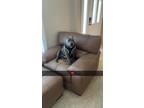 Adopt Chester a Gray/Blue/Silver/Salt & Pepper American Pit Bull Terrier / Mixed