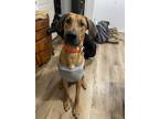 Adopt Bruce a Brown/Chocolate - with Black Rhodesian Ridgeback / Great Dane /