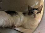 Adopt 2404-0266 Sinatra a Gray or Blue (Mostly) Domestic Shorthair / Mixed