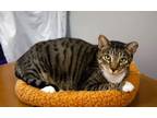 Adopt Anticeto a Domestic Shorthair / Mixed cat in Satellite Beach