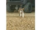 Adopt Willow Delta a Brindle - with White Boxer / Hound (Unknown Type) / Mixed