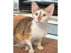 Adopt Aurora a Calico or Dilute Calico Domestic Shorthair (short coat) cat in