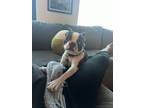 Adopt Olive a Black - with White Boston Terrier / Mixed dog in Portland