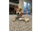 Adopt Stitch a Black - with Tan, Yellow or Fawn German Shepherd Dog / Labrador