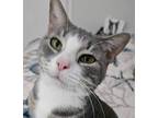 Adopt Shadow a Gray, Blue or Silver Tabby Domestic Shorthair (short coat) cat in