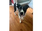 Adopt Little Fella a Redbone Coonhound / Terrier (Unknown Type