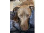 Adopt Arlo/Brandy a Brown/Chocolate Labrador Retriever / American Pit Bull
