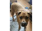 Adopt Kali Jo a Tan/Yellow/Fawn - with White Labrador Retriever / American Pit