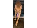 Adopt Sandy a Akita / Mixed dog in Waverly, NY (41554892)