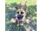 Adopt Iris Lynn a Brown/Chocolate Black Mouth Cur dog in Provo, UT (41555970)