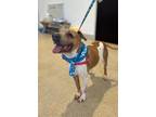 Adopt Snooki a American Pit Bull Terrier / Shar Pei / Mixed dog in Phoenix