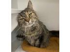Adopt Baby Doll a Brown Tabby Domestic Mediumhair / Mixed (medium coat) cat in